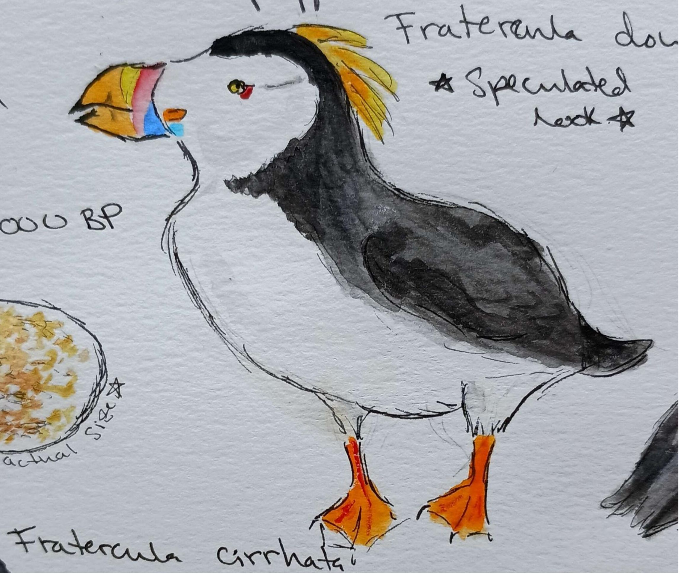 Dow's Puffin-Watercolor and Pen